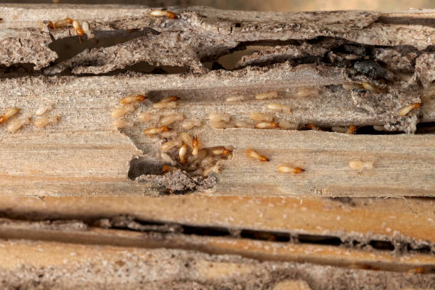 Longview, TX Pest Control Company