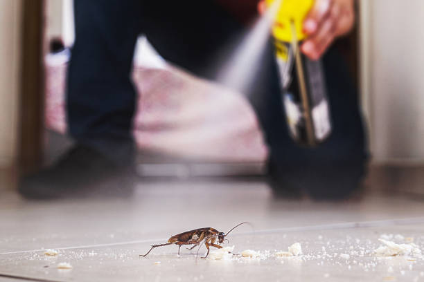 Best Rodent Control Near Me  in Longview, TX