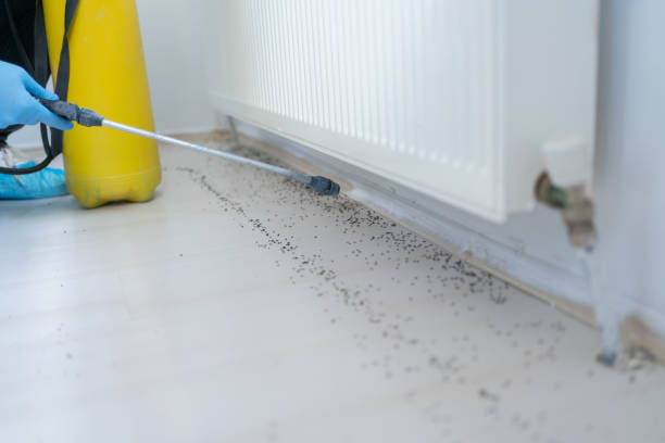 Pest Prevention Services in Longview, TX