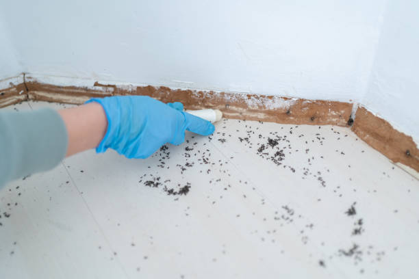 Best Residential Pest Control  in Longview, TX